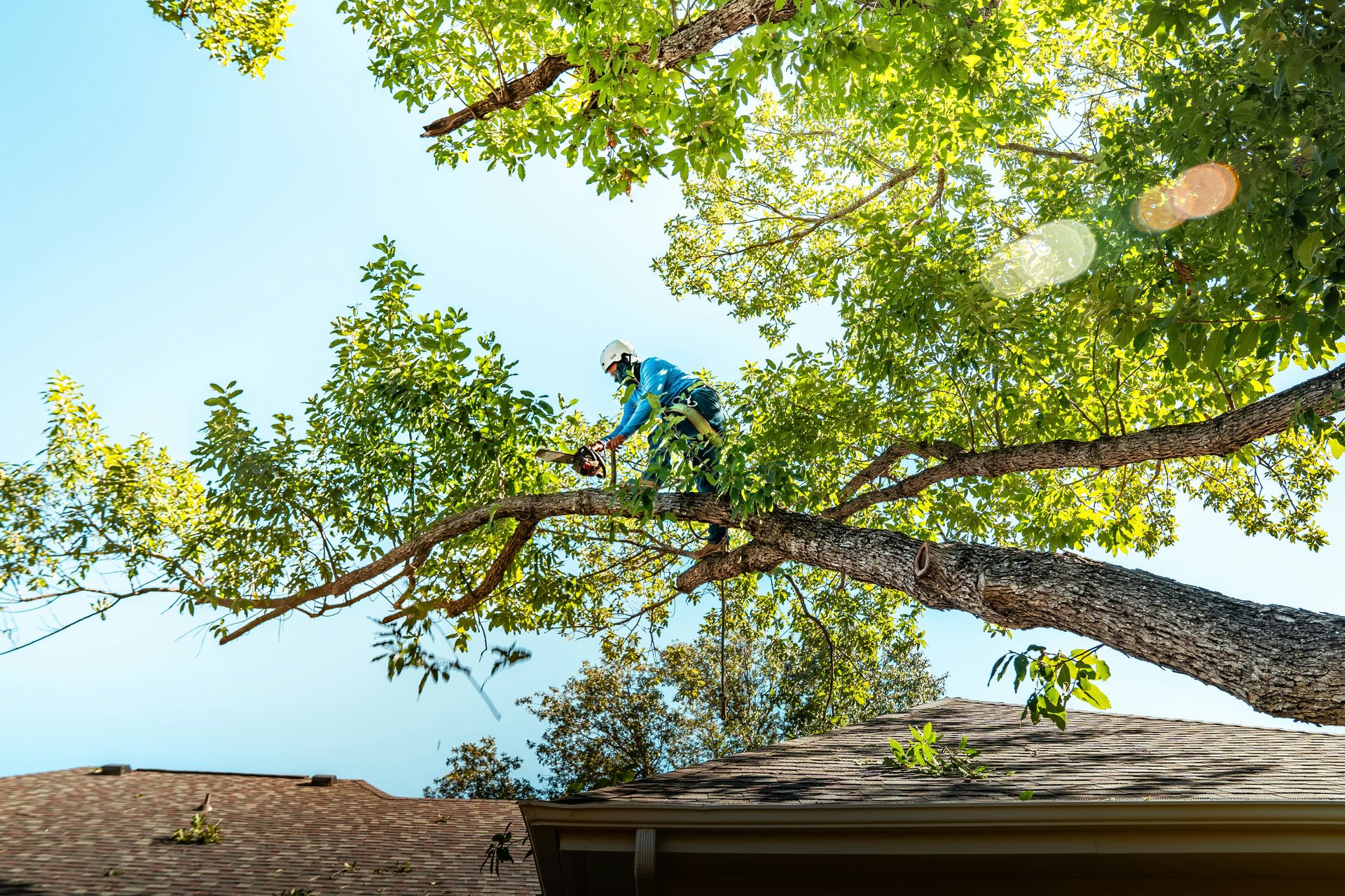 A tree arborist is cutting a branch.